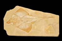 Raie fossile